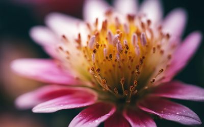 Self-Care Rituals: Nurturing Your Mind, Body, and Spirit